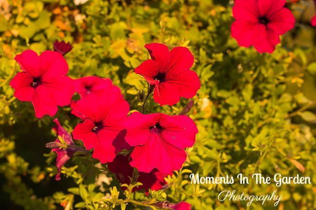 MomentsintheG's tweet image. Savouring the blossoms in my garden before my husband flushes out the irrigation system.  My husband had to flush out the irrigation system sooner than I thought.  Temps dropping to zero by Monday.  #octobergarden #winterizing #gardenmaintenance #temperaturesdropping