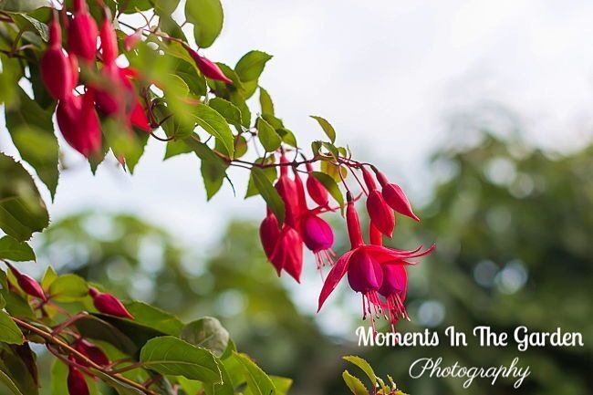 MomentsintheG's tweet image. Savouring the blossoms in my garden before my husband flushes out the irrigation system.  My husband had to flush out the irrigation system sooner than I thought.  Temps dropping to zero by Monday.  #octobergarden #winterizing #gardenmaintenance #temperaturesdropping