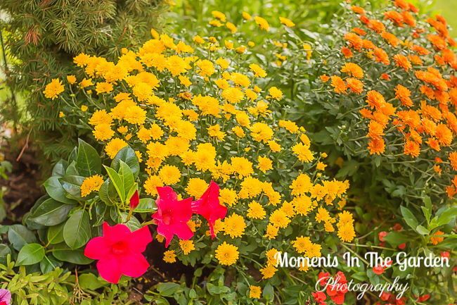 MomentsintheG's tweet image. Savouring the blossoms in my garden before my husband flushes out the irrigation system.  My husband had to flush out the irrigation system sooner than I thought.  Temps dropping to zero by Monday.  #octobergarden #winterizing #gardenmaintenance #temperaturesdropping