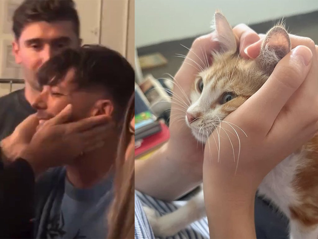 catlouis91's tweet image. be careful, if you carry on petting louis, he might purr.