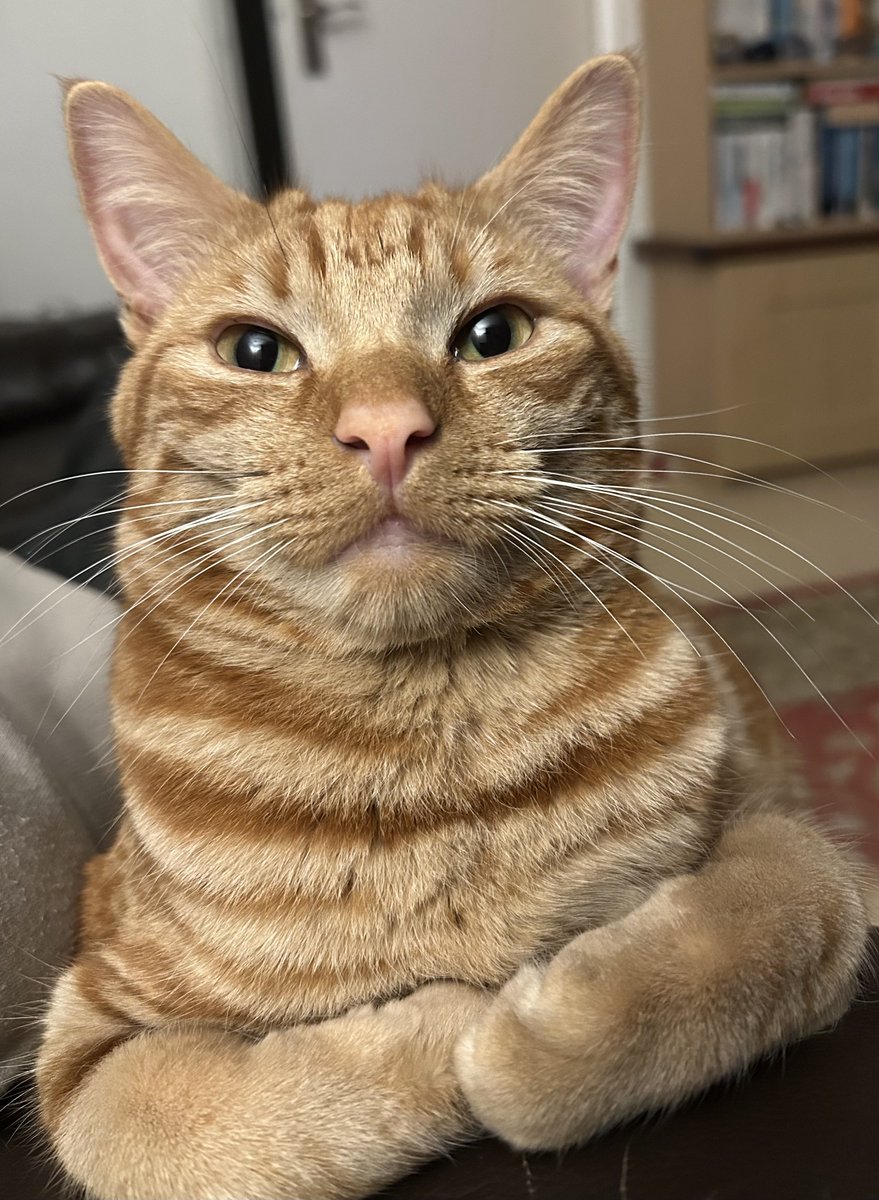 davidsupercat's tweet image. Goodnight everyone! 😸 #orangejim
buymeacoffee.com/davidsupero