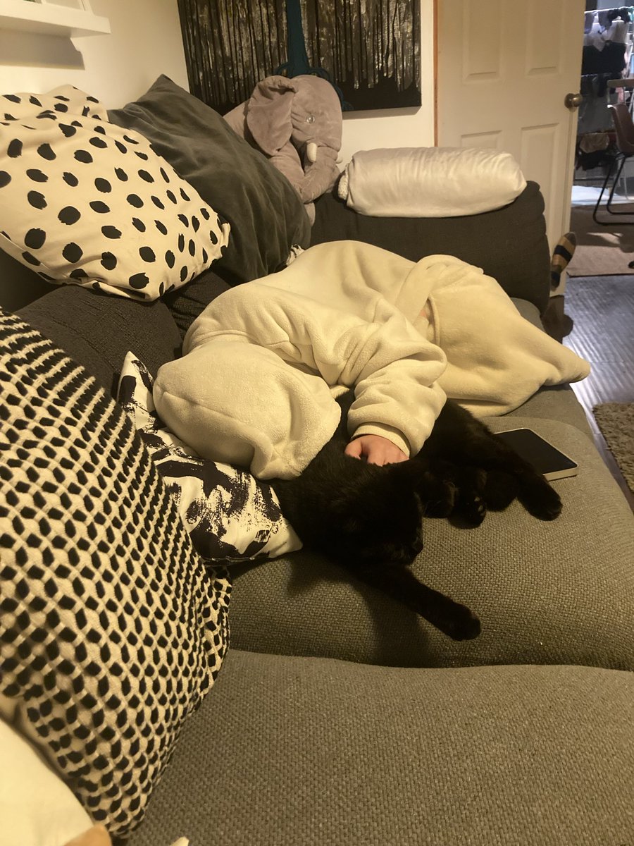 2 favourites sleeping on my sofa 🐾