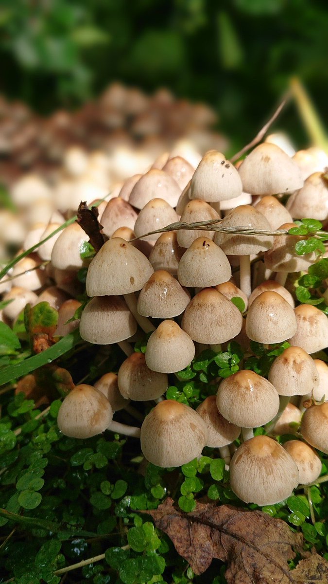 Pat Tynan tweet media