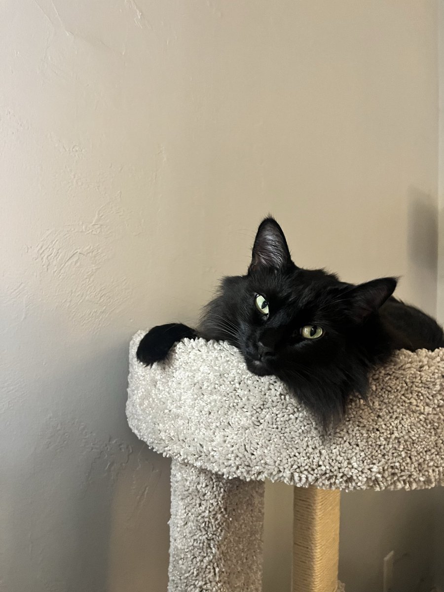 littlejadetree's tweet photo. MY CATT I LOVE HER https://t.co/9MxNBwlKgQ