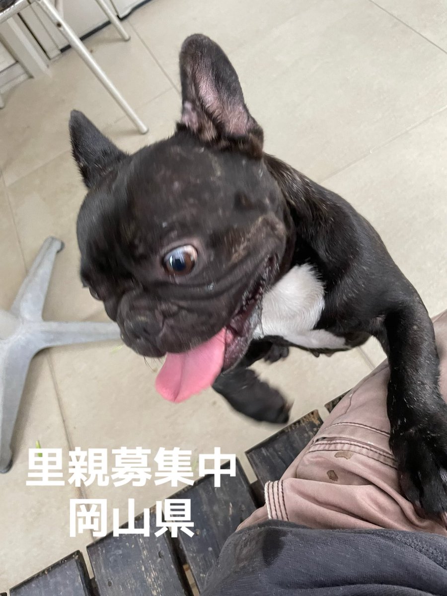 里親募集中‼️
ナミちゃん🐾
後追いする可愛い子です🐶

#里親募集中#岡山県#フレンチブルドッグ#保護犬#犬#殺処分ゼロ