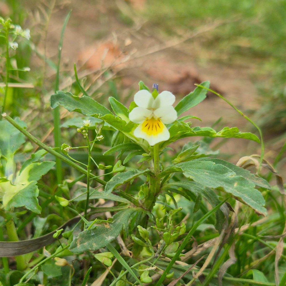 Delicate and tiny flowers of Shepherd's purse and Field Pansy, blue Common field-Speedwell and larger blue Chicory flowers all in a field edge on 'Land north of the Moors' in Kidlington, Oxfordshire. #wildflowerhour <a href="/OxTweets/">OxTweets</a> <a href="/CPREOxfordshire/">CPRE Oxfordshire</a>