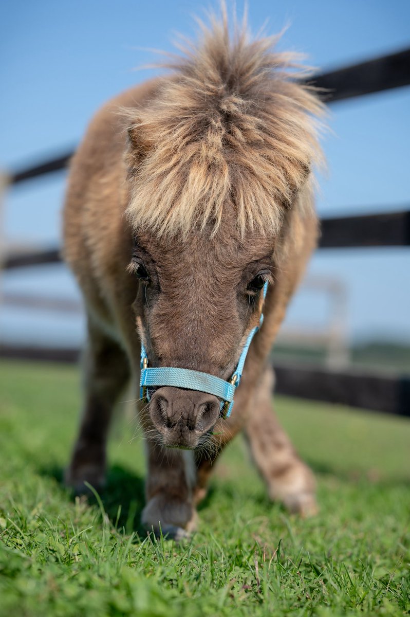この表情はずるい

#おひさま牧場
#グレイ