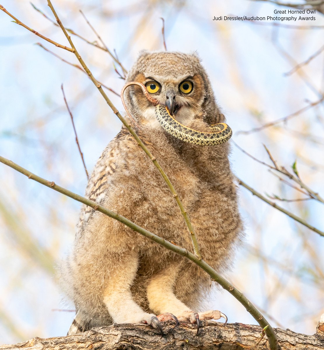 Caught a Great Horned Owl in the Chicken Run. What should I do with/to him., image size:1111x1200