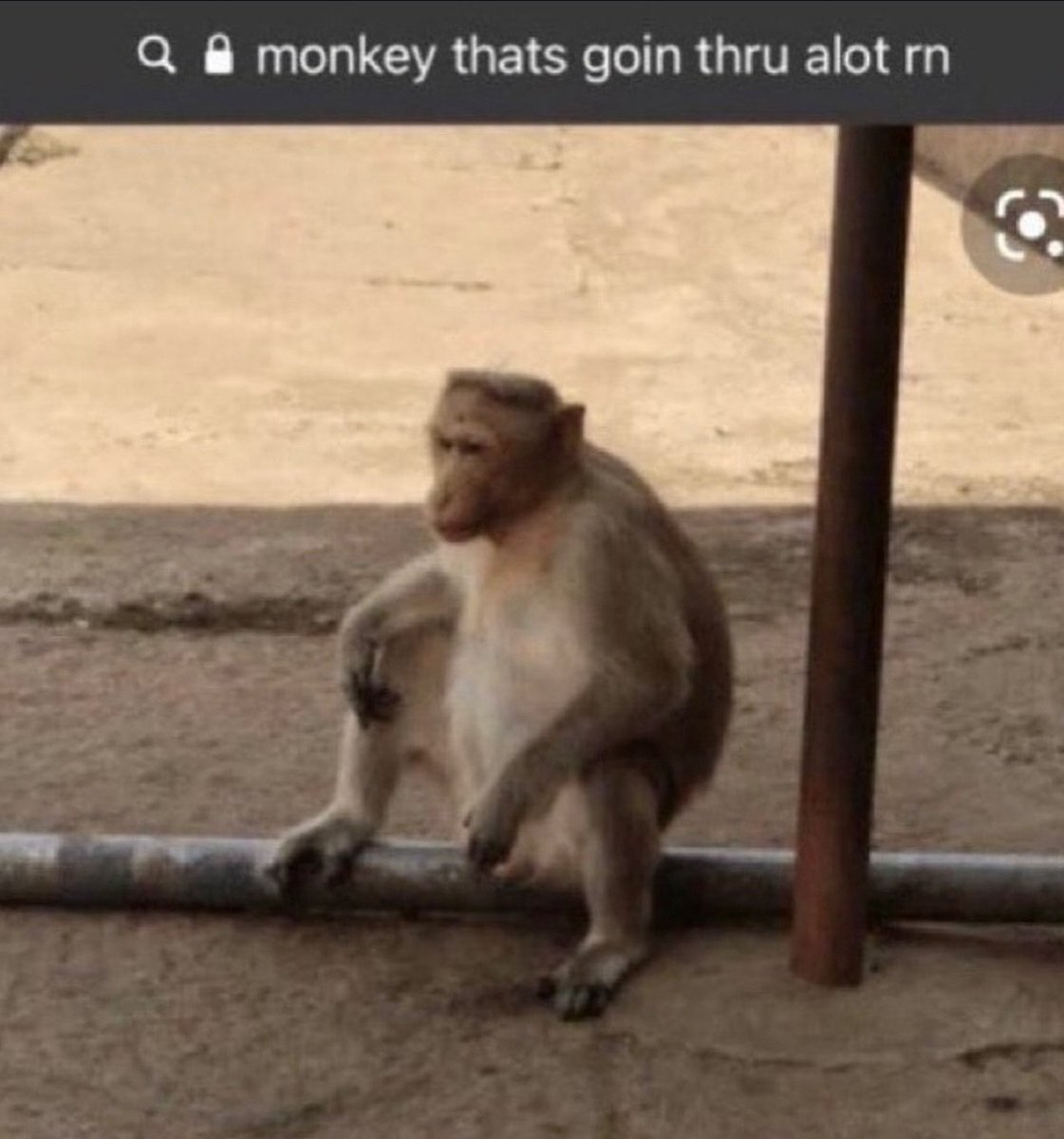 quantyurtle's tweet image. 