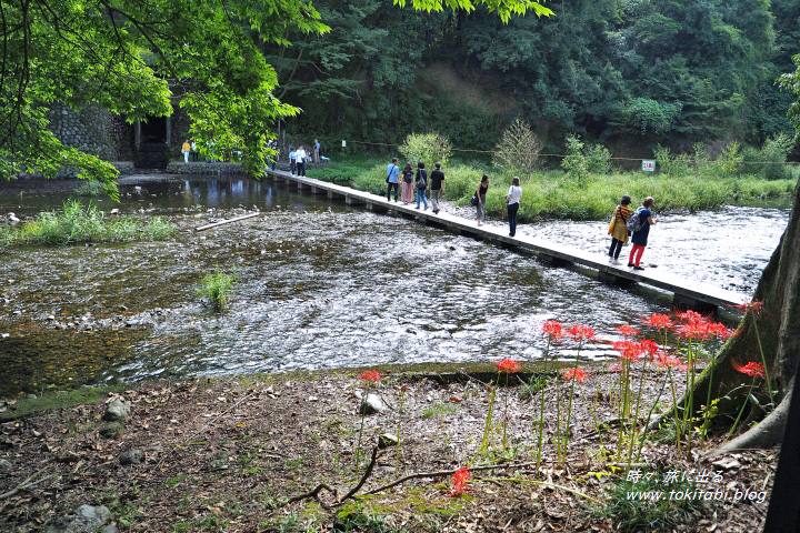 tokitabi_blog's tweet image. 巾着田の曼珠沙華【埼玉県日高市】

500万本の曼珠沙華が咲く日本一の群生地といわれる巾着田では、まだ多くの花が楽しめる様ですよ。

ここは花数も凄いのですが、高麗川沿いにある花地はどこかの高原にでも行ったような雰囲気が楽しめ、ロケーションがとても素敵。
写真は2年前のもの。#曼珠沙華