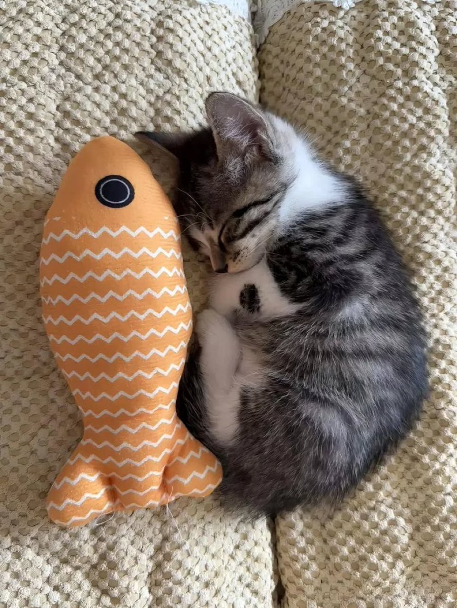 Thepetsonly's tweet image. 