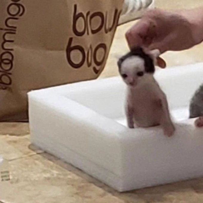 letty_thedrawer's tweet image. he&apos;s silly and smol 

#IdentityV #idvart #idvcueist