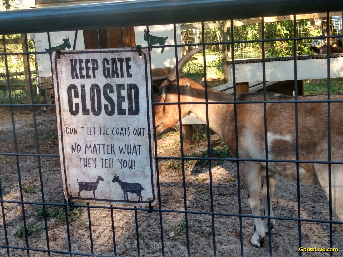 Rose stands behind the gate to her pen, and a sign that says, "Keep Gate Closed, no matter what the goats tell you!"
ローズは自分の囲いの門の後ろに立っています。そこには「ヤギたちが何と言おうとも門を開けてはいけません！」と書かれた看板があります。
#ヤギ #goats