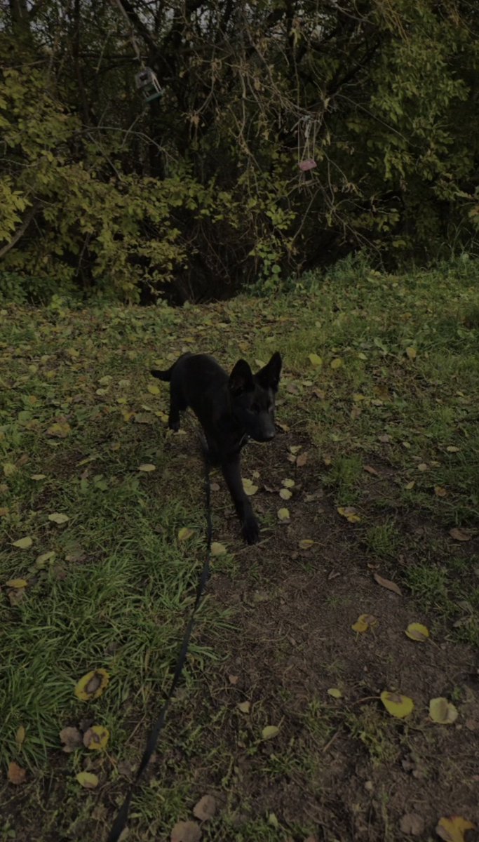 ghoap_guard_dog's tweet image. Got myself a lil ghost boy from this treadfic

His name is Colt

#COD #CODMW3 #CODMW2 #Ghost #Soap #Ghoap #GhostSoap #SoapGhost #JohnnyMacTavish #SoapMacTavish #SimonGhostRiley #SimonRiley