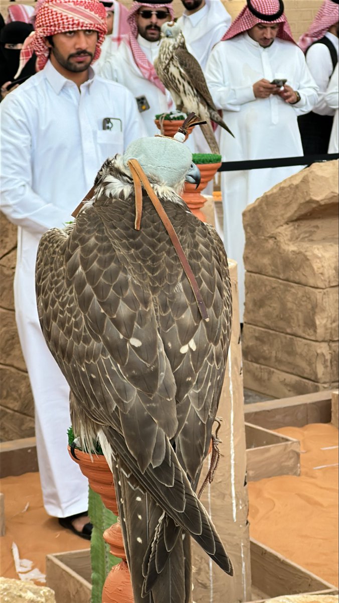 s095z's tweet image. #معرض_الصقور_والصيد_السعودي_الدولي