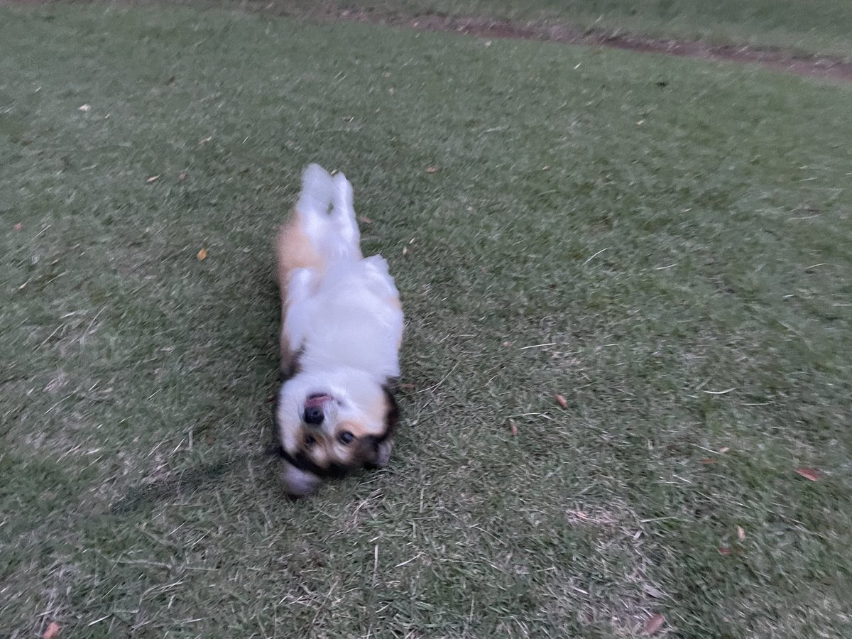 obake (@nenaiko_obake) on Twitter photo 