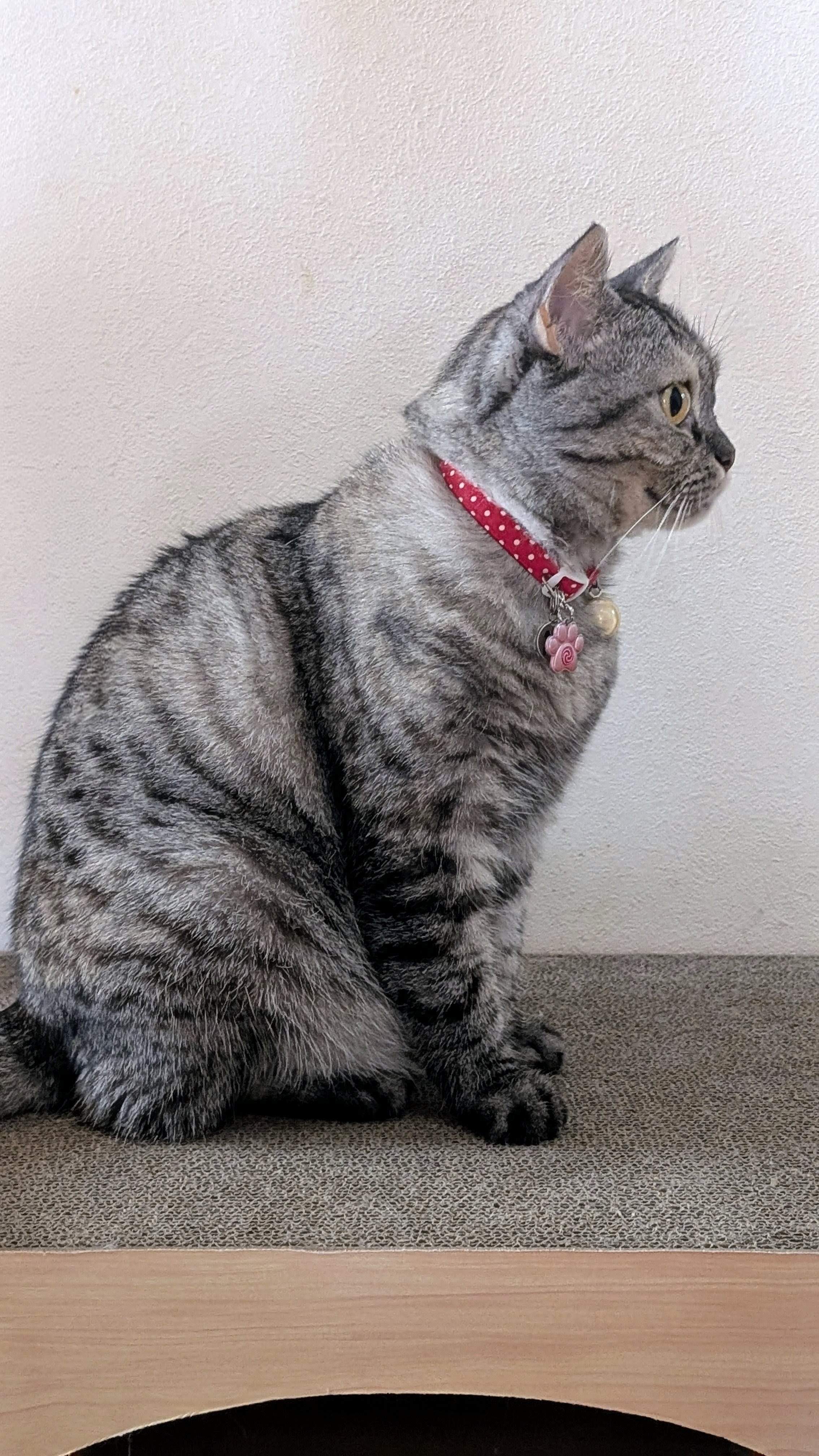 ねこさん⚡(ΦωΦ) (@catnap707) / X