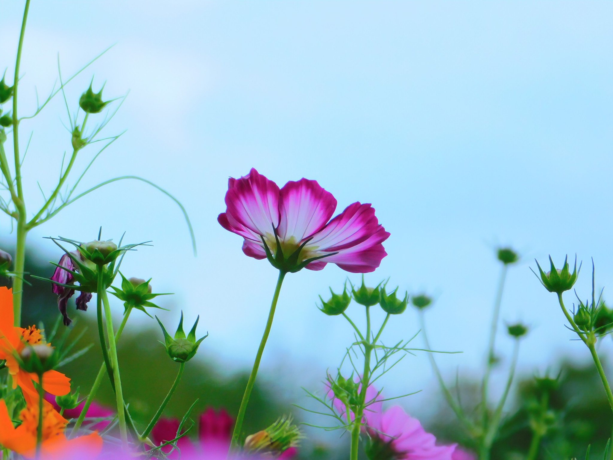 のこのこ。紫陽花リクエスト７点 のこのこ。紫陽花リクエスト7点 のこのこ。紫陽花リクエスト7点