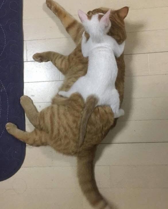 TheCatsX's tweet image. Then                                  Now