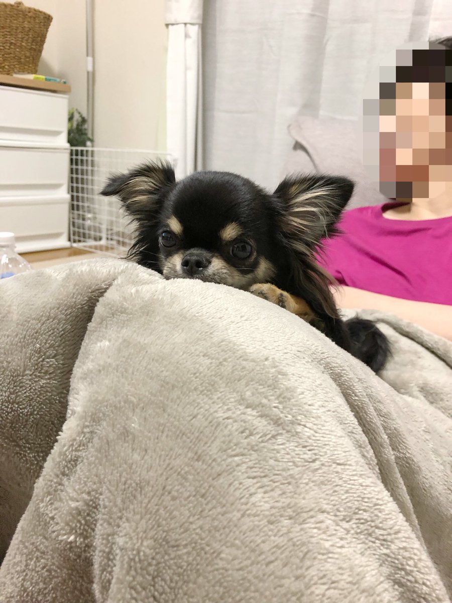 チワワ好き