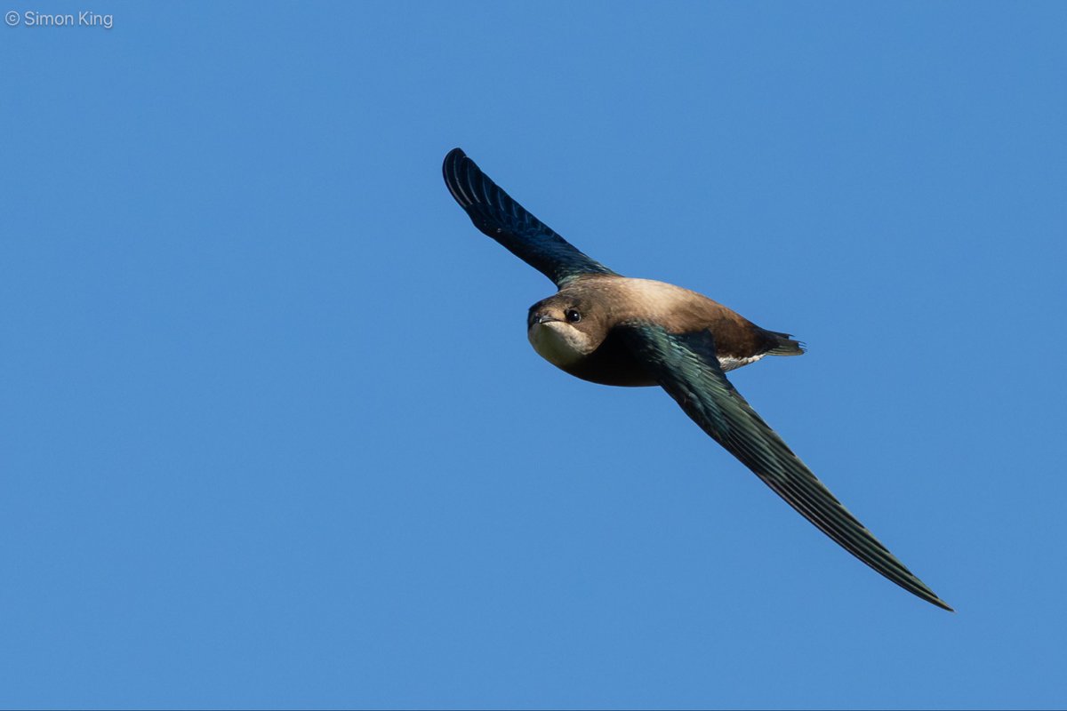 White-throated Needletail

A few more photos of this bird showing very well over Scarborough Castle on Fri 10 Oct 2025. 

We considered ourselves to be very lucky to get such great views of this highly prized vagrant to the UK. 

<a href="/RareBirdAlertUK/">RareBirdAlertUK</a> <a href="/nybirdnews/">NorthYorksBirdNews</a> 
#BirdsSeenIn2025
