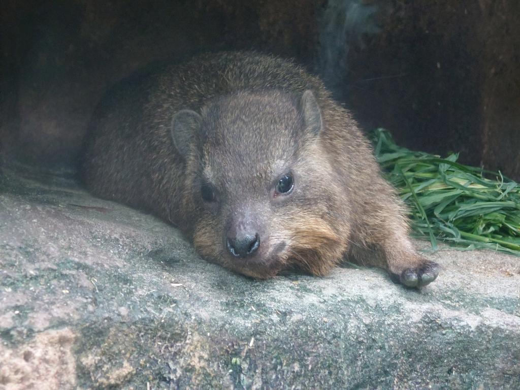 kappashan13's tweet image. ハイラックスの追憶20220718
#コロッケ　#天王寺動物園
#ケープハイラックス　#procavia 
#hyraxes 
#minnanotennojizoo
