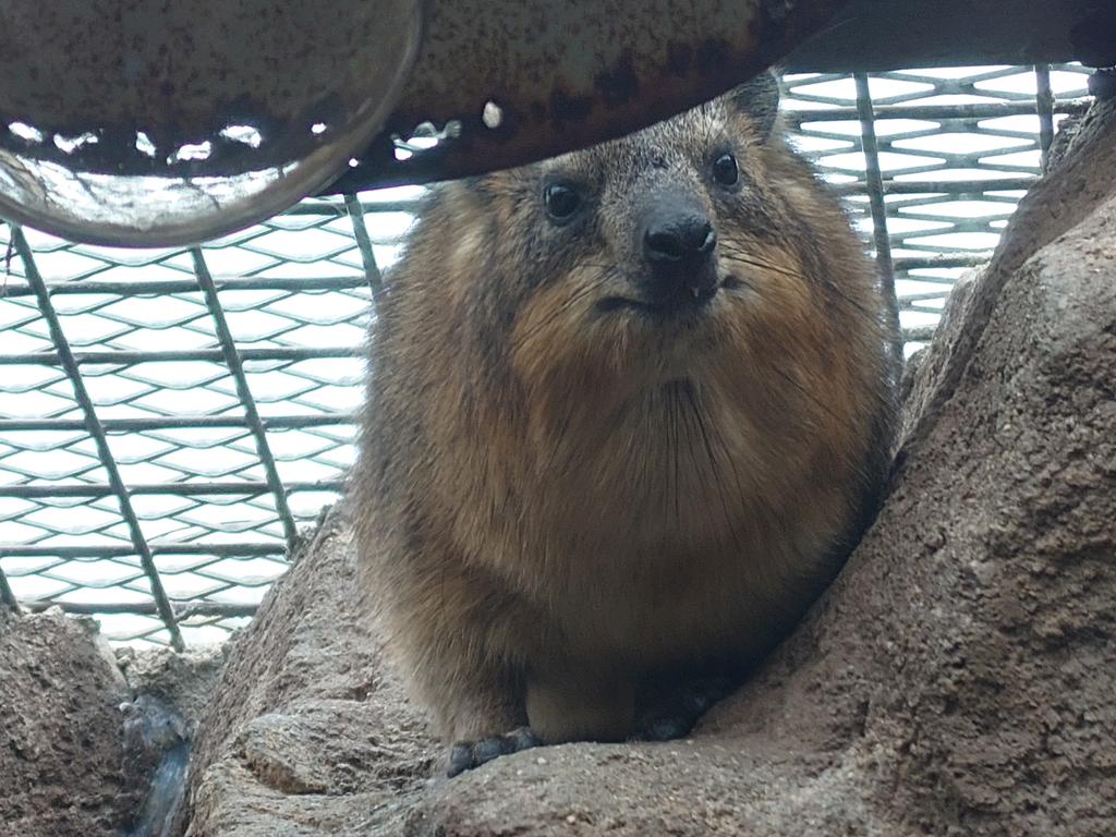 kappashan13's tweet image. ハイラックスの追憶20221012
#ブラーラ　#天王寺動物園
#ケープハイラックス　#procavia 
#hyraxes 
#minnanotennojizoo