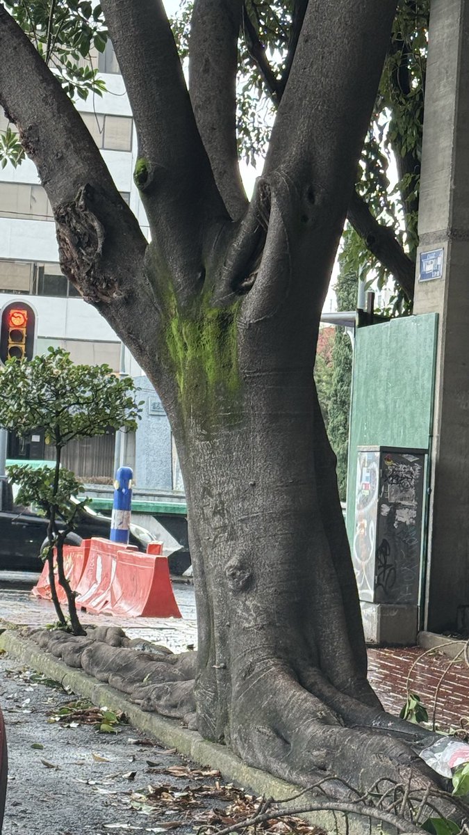 pakotomi's tweet photo. @UCS_GCDMX enseres en vía pública en lateral de viaducto y Minería @AlcaldiaMHmx https://t.co/SS7ek97Oml