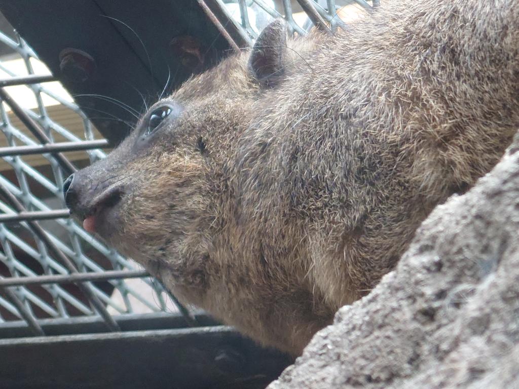 kappashan13's tweet image. ハイラックスの追憶20221012
#コロッケ　#天王寺動物園
#ケープハイラックス　#procavia 
#hyraxes 
#minnanotennojizoo