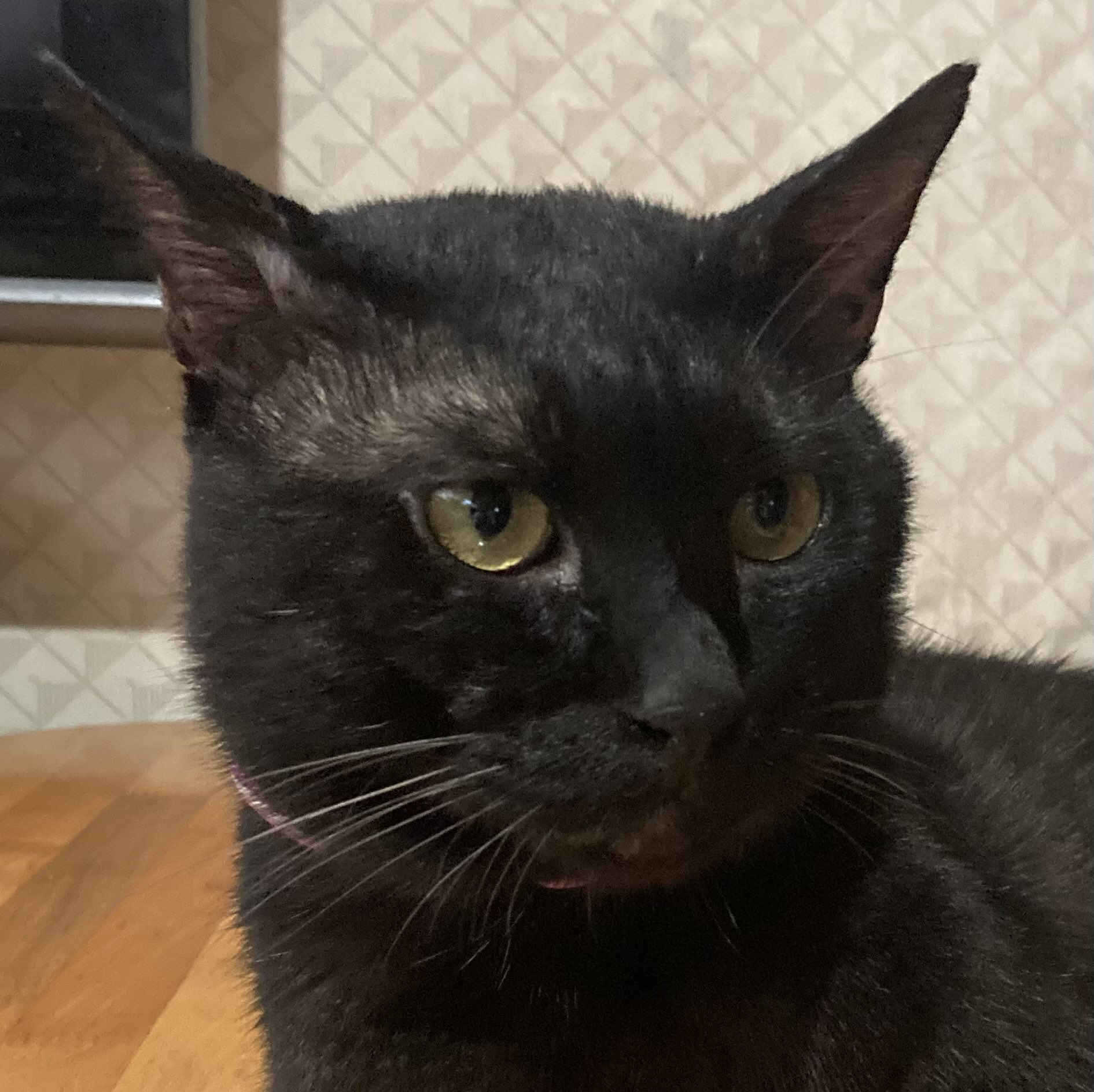 雨の日のねこ様♡ありがとうございます♡ kazu✨ on X: 