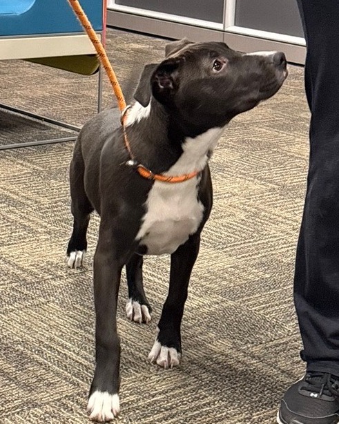 wsfa12news's tweet image. Meet this week's Pet Pal, Pedro! If you're interested in adopting Pedro or any other pets, stop by the Montgomery Humane Society or visit their website to fill out an adoption application! #VoteForPedro montgomeryhumane.com/?utm_source=tw…