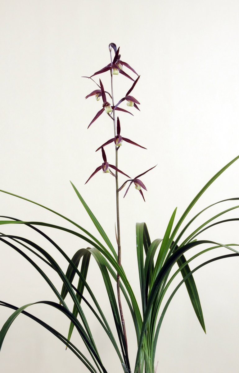 園芸JAPAN【毎月12日発売】 (@ENGEI_JAPAN) / Posts / X