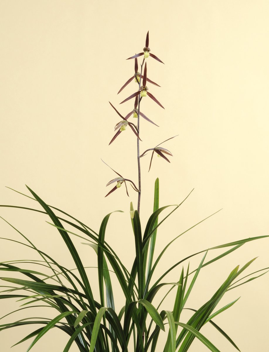 園芸JAPAN【毎月12日発売】 (@ENGEI_JAPAN) / Posts / X