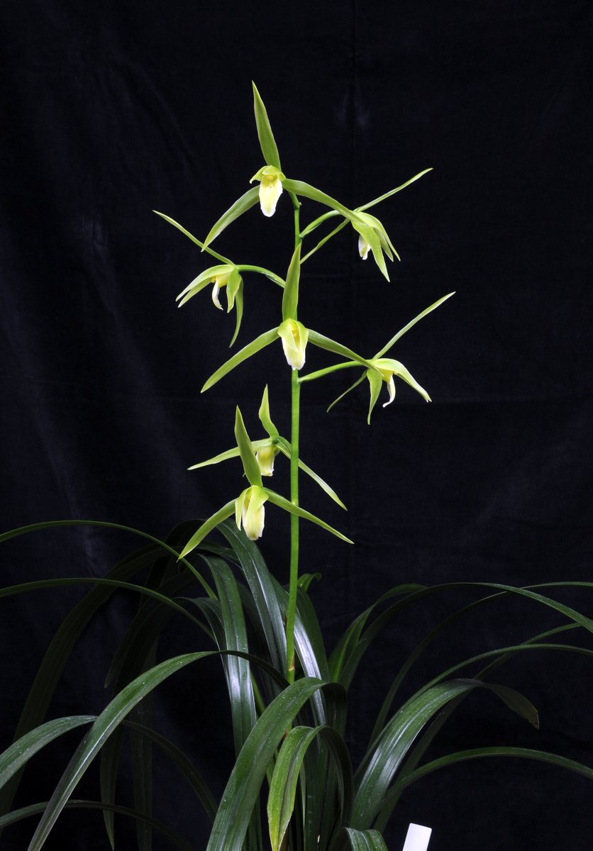 わらび苗(紀伊山地)1000本 お堀端を走る単線並列線 | 鉄道旅のガイド