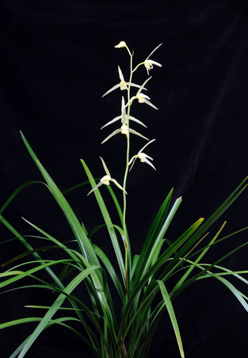 今年度最終出品　 月下美人 45 支柱 鉢付 8月23日現在花芽2つついています 今年度最終出品 月下美人 45 支柱 鉢付 8月23日現在花芽2つついてい