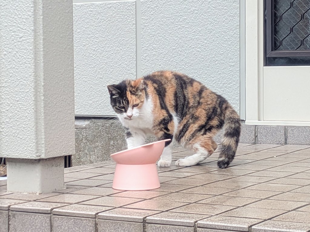 おはようございます☂️

久しぶりに会った三毛さんが、こっちを見てくれなくなりました🫠