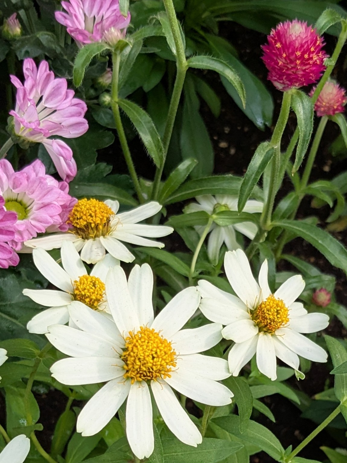 【⭐︎大幅お値下げ⭐︎】花よりも花の如く1〜13＆NATURAL 11 𝚙𝚊𝚗𝚍𝚊*♥️🐾ﾌﾟﾁ写真館🧸優しい繋がりに心から感謝