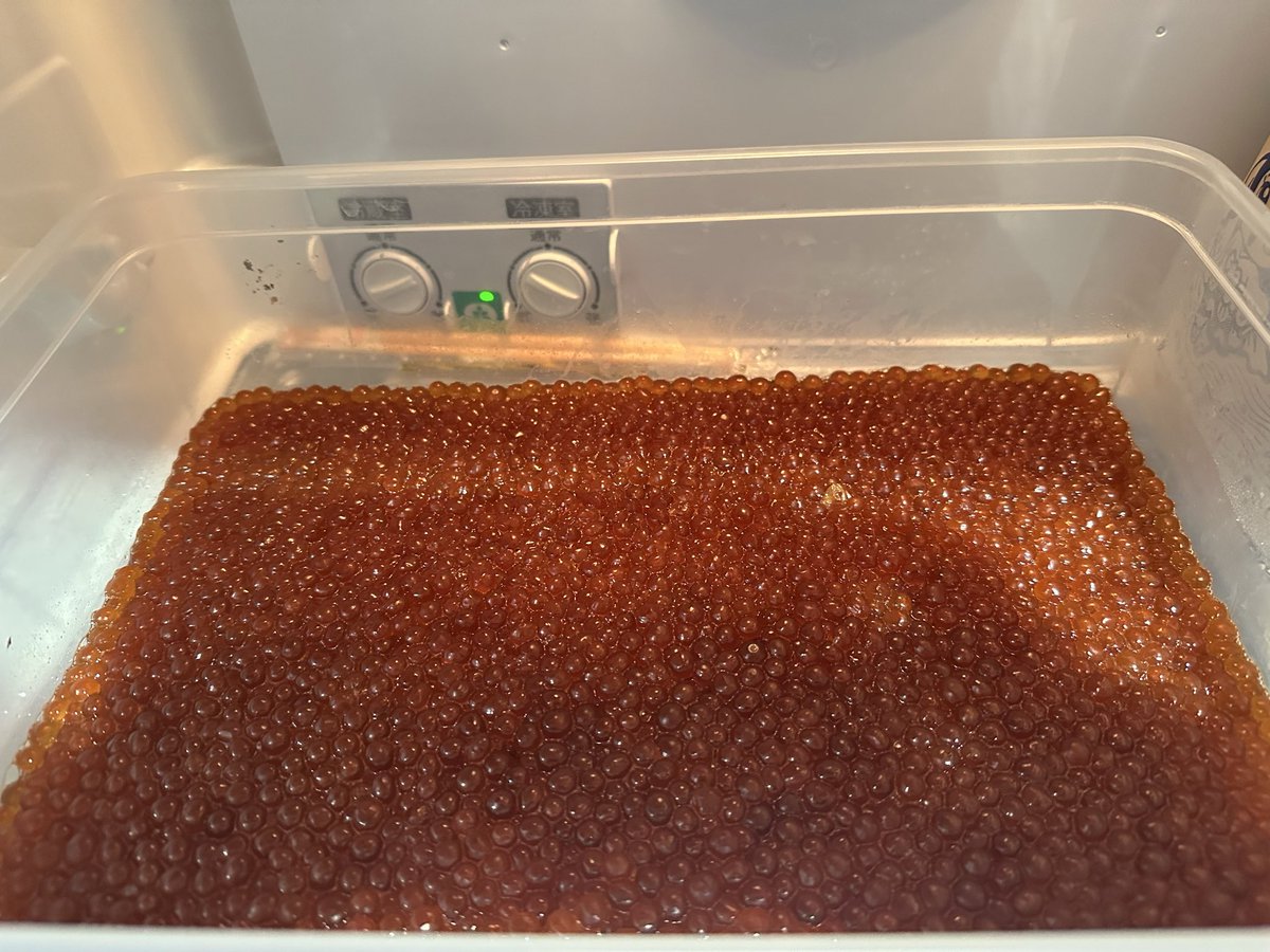 おはよーございます🙇🏻‍♂️🐲 今日から3日間セール 早めに来て下さいニシアフ安い😅 今年初のいくら😅😅高いね😭 #ドラゴン札幌  #爬虫類ショップ #いくら漬け #カメレオンハウス #除雪排雪 #龍和工業