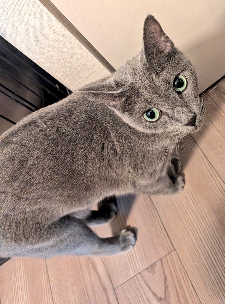 おはようございます

碧さま「え？私じゃないけど( 'ω')ｴｯ…」

さっき引き出しの裏に入ってイタズラしてました(  ･᷄ὢ･᷅  )