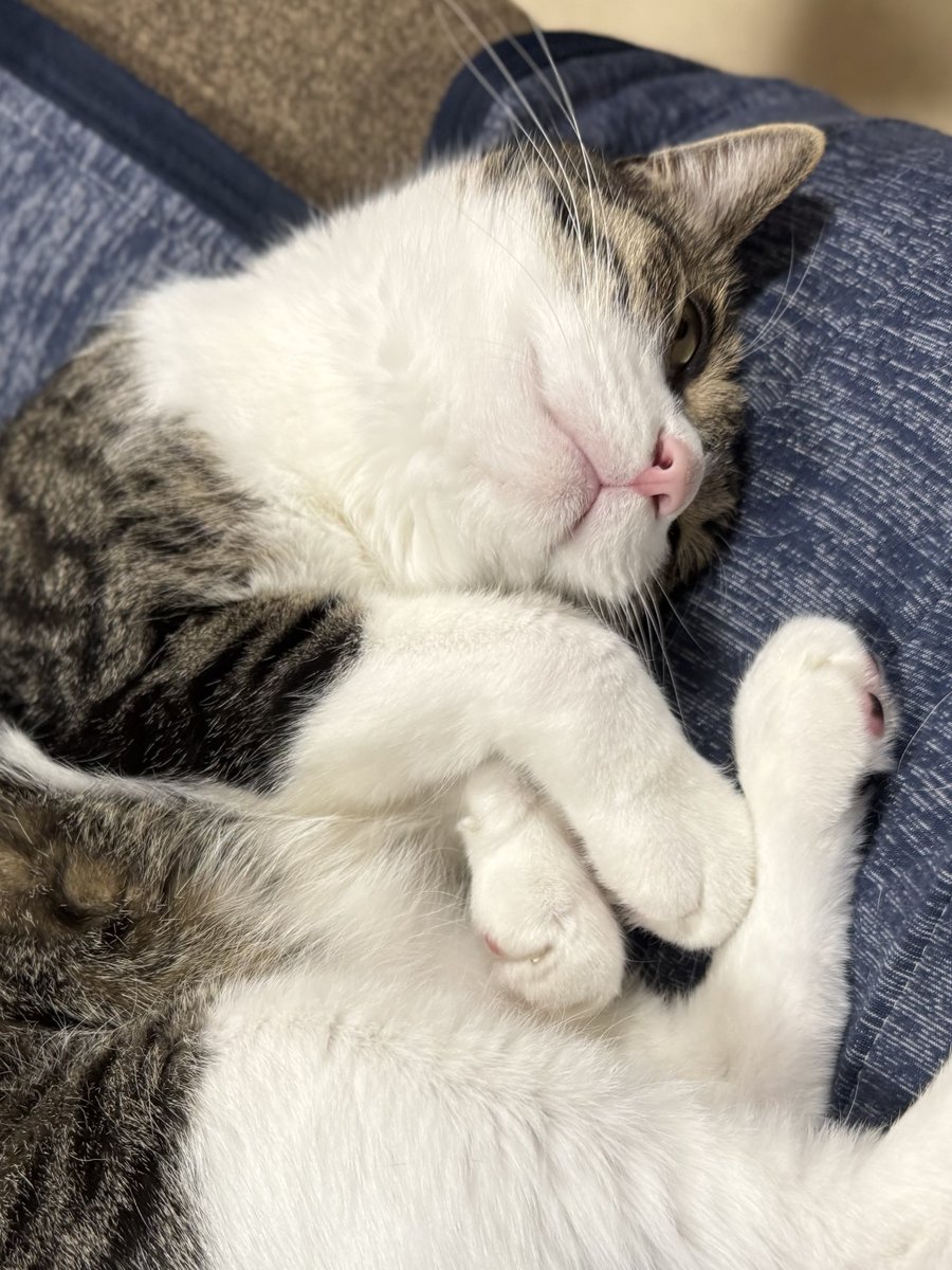 おはにゃ〜ございにゃ〜🐾