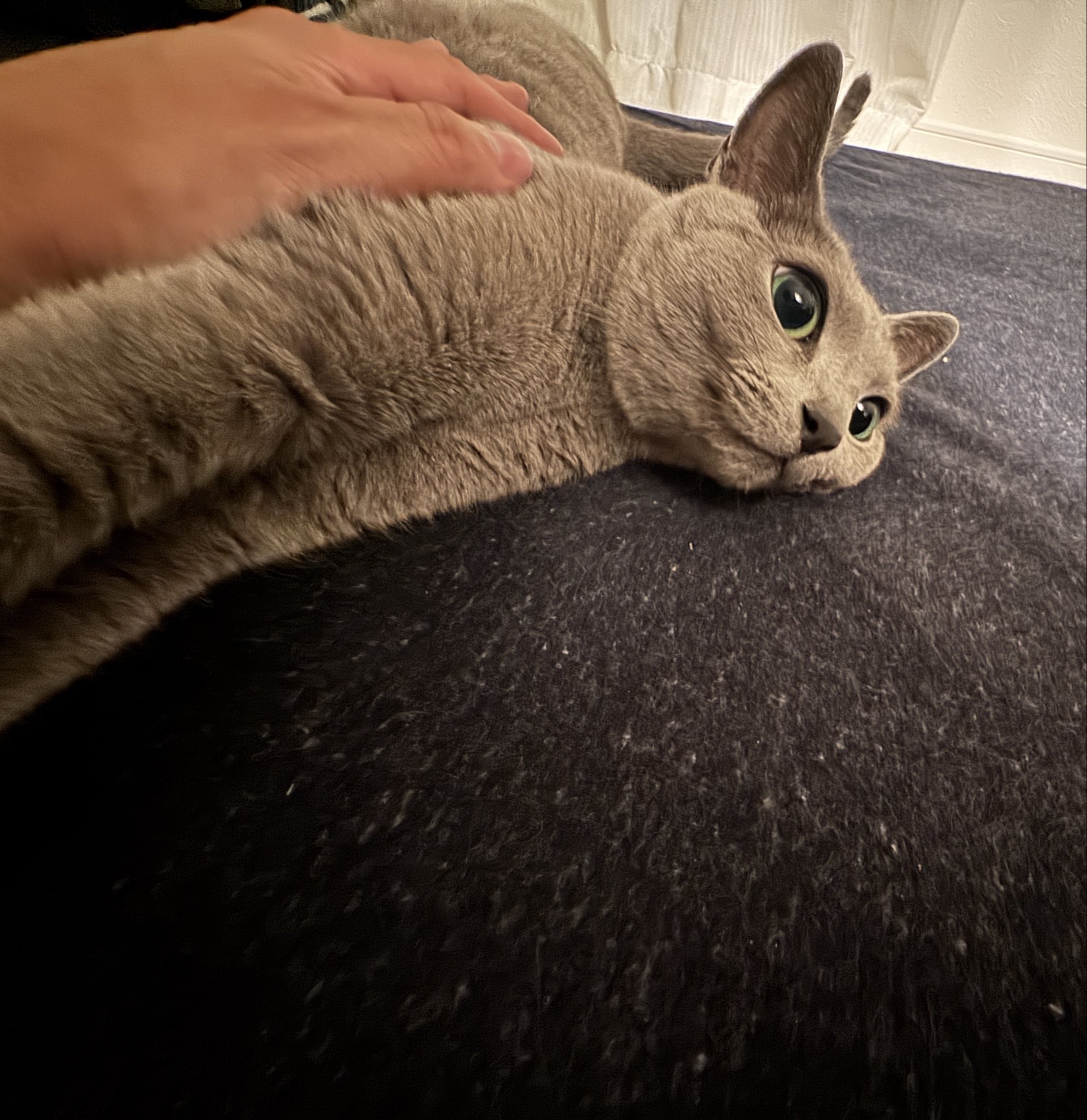 ロシアンブルー様⁎⁺˳ Amazon | DADABULIU 小銭入れ がま口 コインケース ロシアン