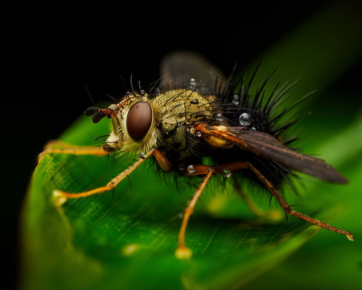 Macro_Nara's tweet photo. It’s been a while since I’ve posted for #flyfriday, so here’s one fresh from the Mindo Cloud Forest 🌧️ — a dew-soaked tachinid fly, spiked, glistening, and magnificent.
#macro #insectsofinstagram #biodiversity https://t.co/1er3Jpyh1U