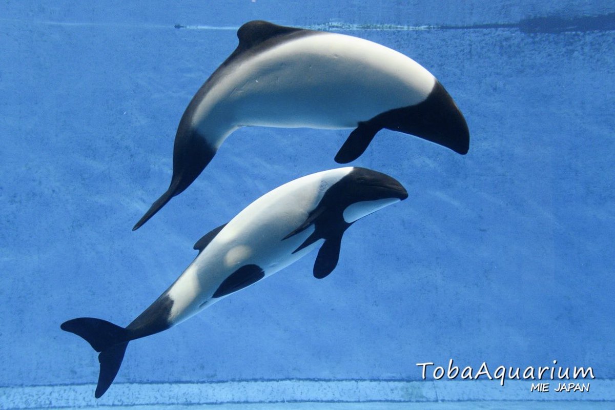 鳥羽水族館 ウォールポケットTOBA AQUARIUM 鳥羽水族館（TOBA AQUARIUM） on X