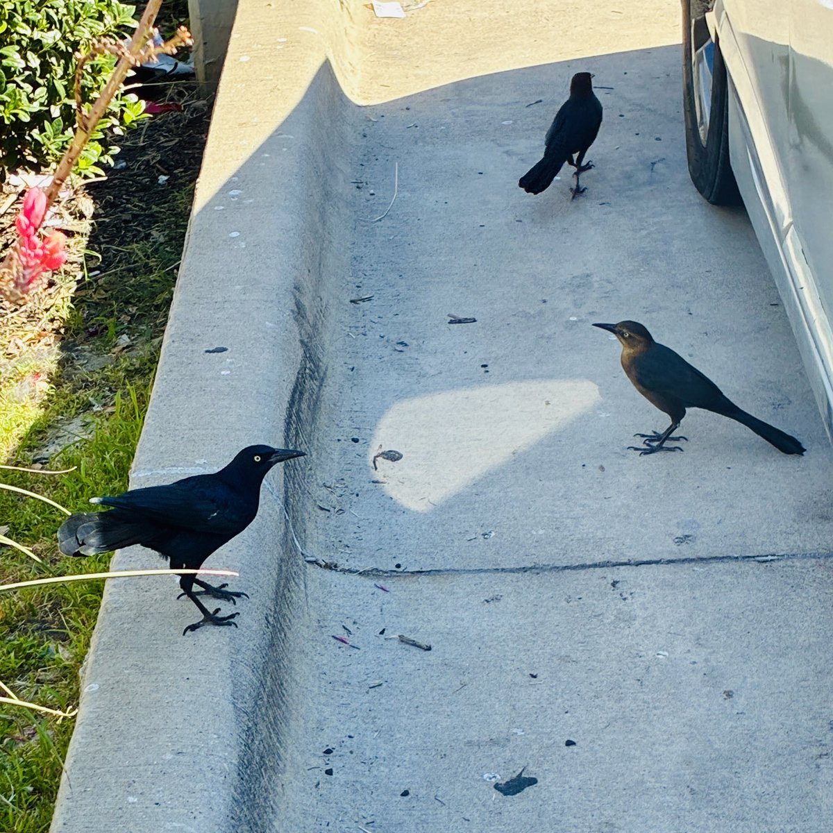 ArtWong128's tweet image. Today I learned that these are grackles. I’m in Dallas for the Stanford-SMU football game … saw these birds out and about. #NerdNation #FeartheTree