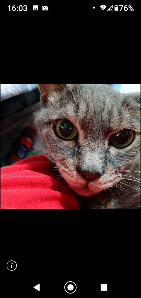 toshi7077's tweet photo. １３年ほぼ１４年まえに、こはだは、おちびと勘吉の弟としてうちに来ました。母親からすぐに引き離された、小さな子を友人がみかね持ってきたのです。こはだは、ミルクを飲めなくて生きられないと思いました。で��いちばん長生きしました。沢山の病気を抱えて、ずっと我慢をして頑張ったよ‼️ https://t.co/931SDgFAfy