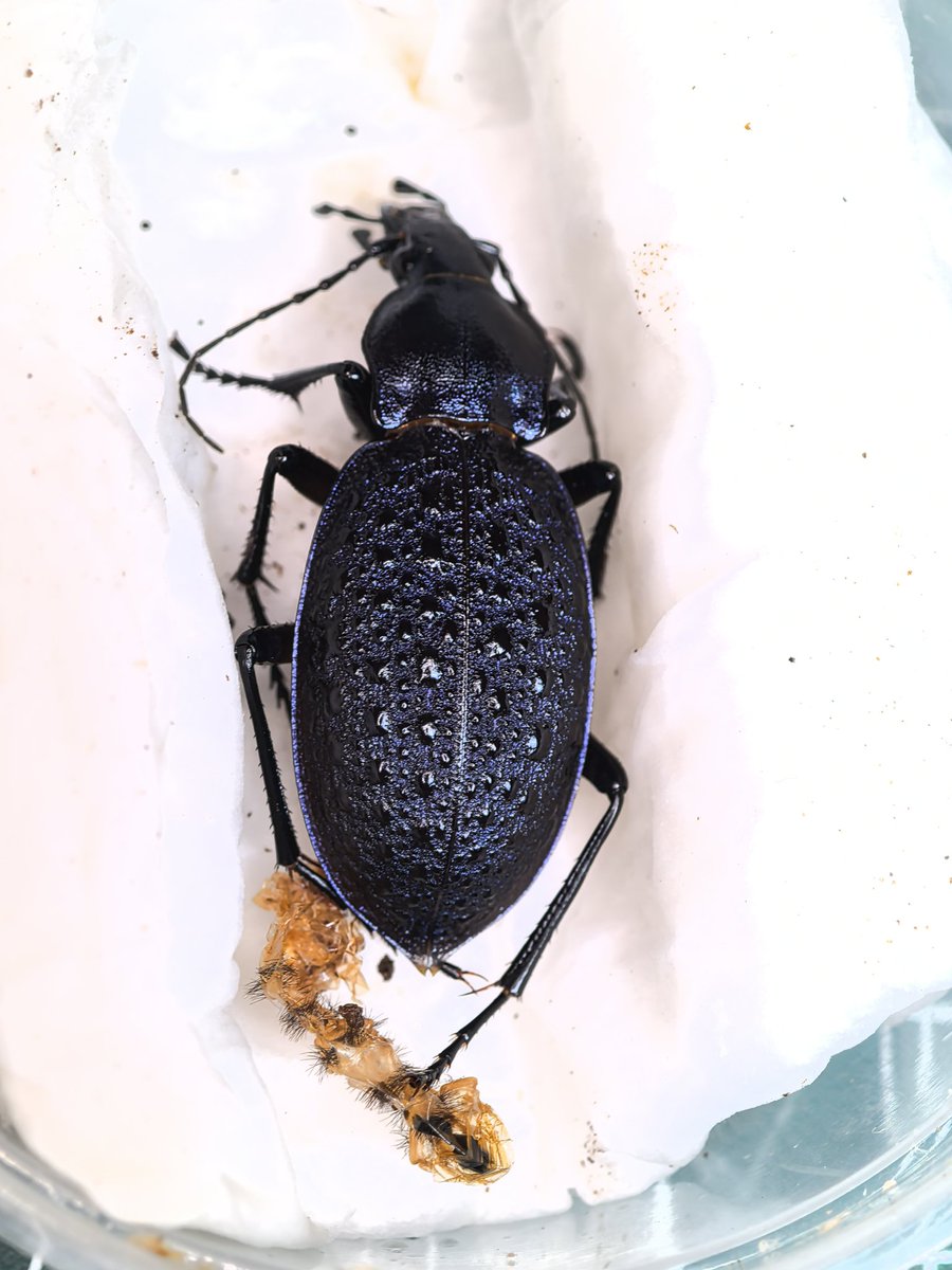 阿鸡Aji tweet media