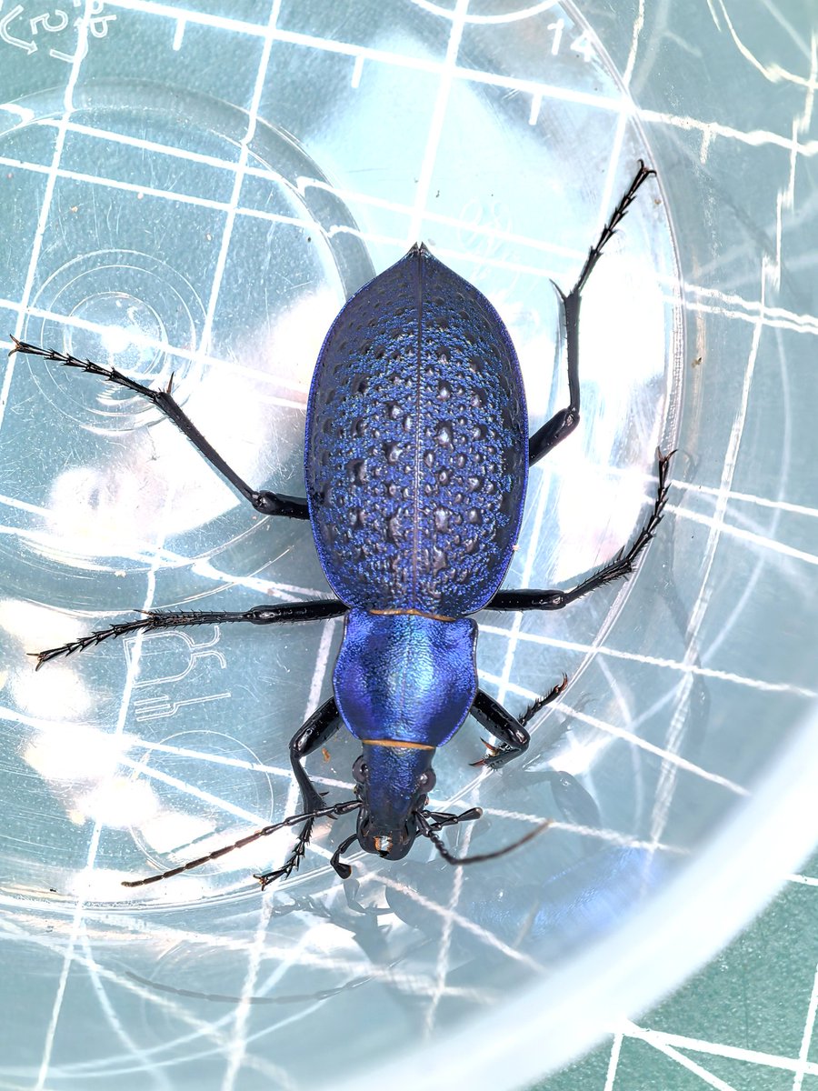 阿鸡Aji tweet media