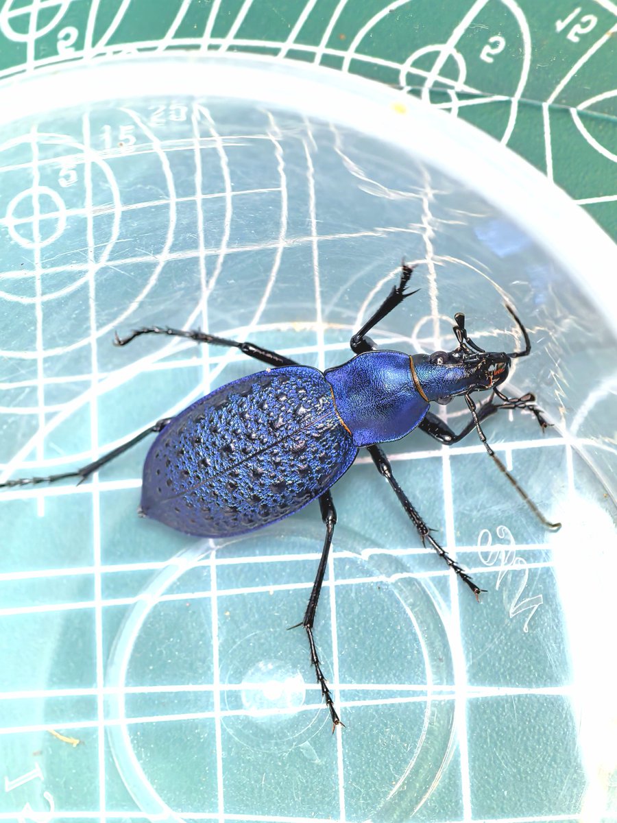 阿鸡Aji tweet media