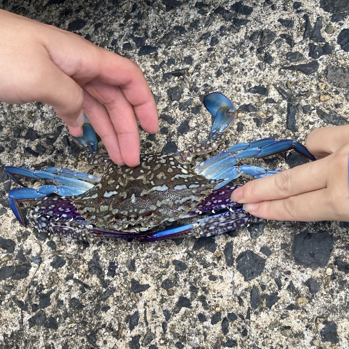 ron_1234567890's tweet image. 朝釣り行ったらカニ釣れて一同大盛り上がり
