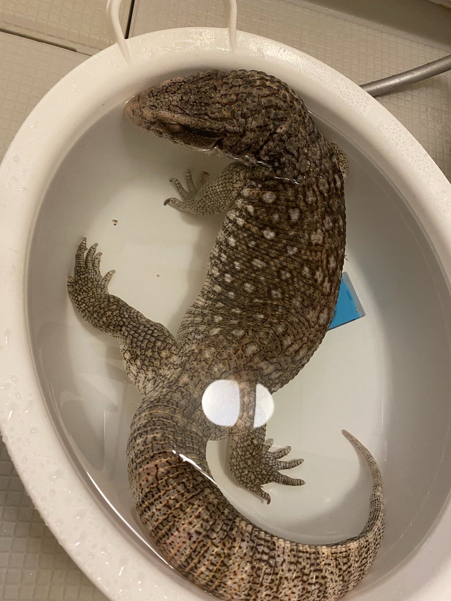 モニちゃんの入浴🛀

1時間くらい浸かってるけどまだ出ないって。
部屋にも水桶あるのにお風呂場がいいみたい。

#サバンナモニター